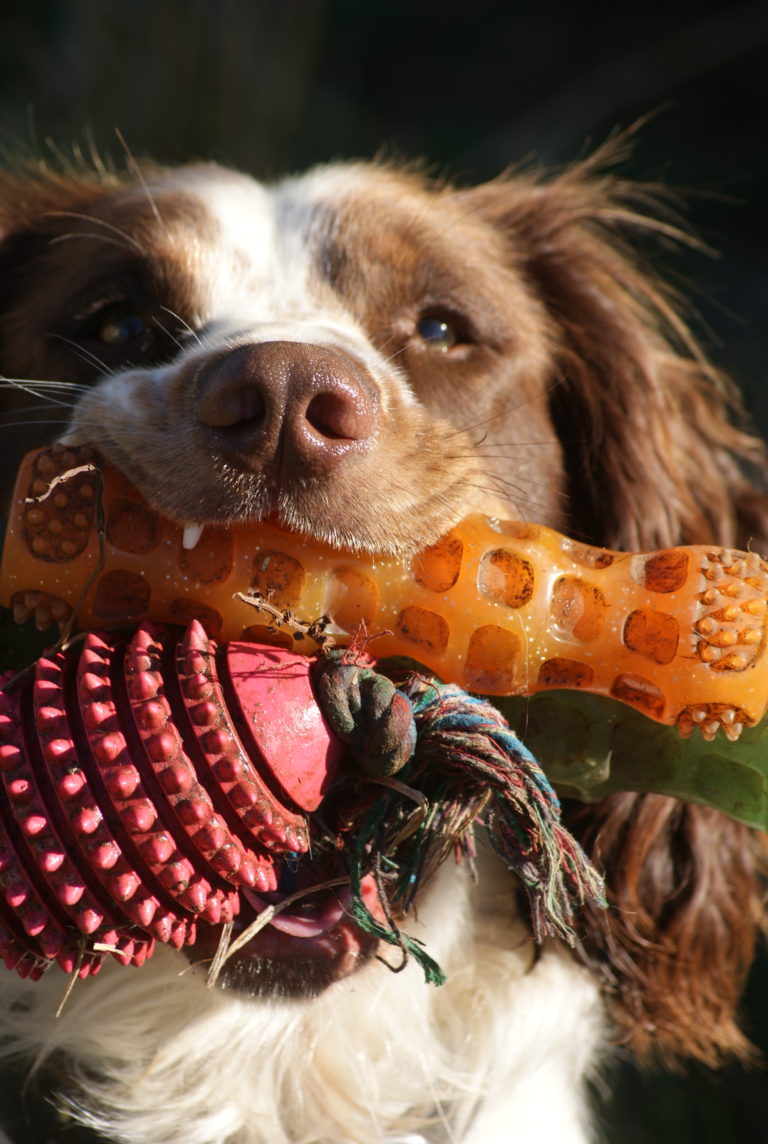 Truffle Dog Services Truffle Dog Services New Zealand